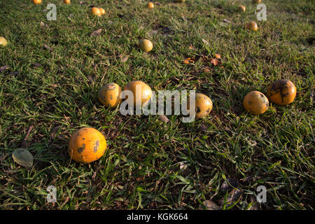 Reife Früchte von einem strychnos spinosa oder stacheligen Affe orange, auch als Green Monkey orange auf dem Boden liegend unter einem Baum bekannt Stockfoto