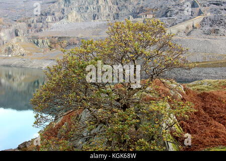 Llyn peris und ehemalige Dinorwig Schiefergrube Wales Llanberis Stockfoto