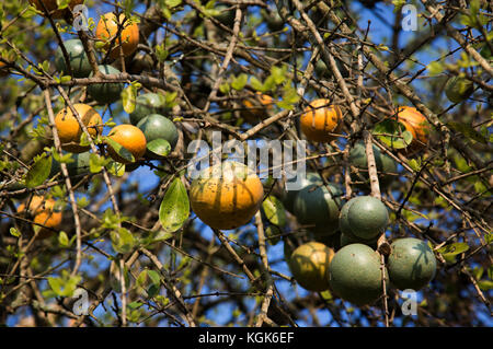 Strychnos spinosa oder stacheligen Affe orange Früchte an einem Baum (auch als Green Monkey orange tree bekannt) Stockfoto