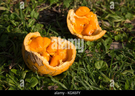 Frucht einer strychnos spinosa oder stacheligen Affe orange, auch bekannt als Green Monkey orange Stockfoto