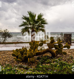 Blick vom Garten mit Blick auf das Meer an einem stürmischen Tag mit Vordergrund eines Kaktus Stockfoto