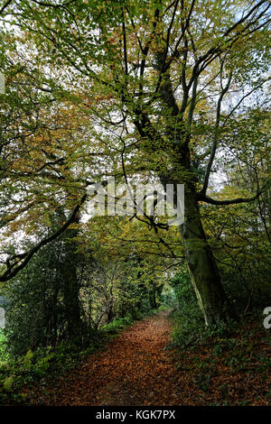 Brobury Narbe ist in der Nähe von monnington und moccas Gerichte in herefrodshire, UK, wo der Fluss durch roten Sandstein geschnitten hat. Stockfoto