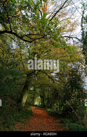 Brobury Narbe ist in der Nähe von monnington und moccas Gerichte in herefrodshire, UK, wo der Fluss durch roten Sandstein geschnitten hat. Stockfoto