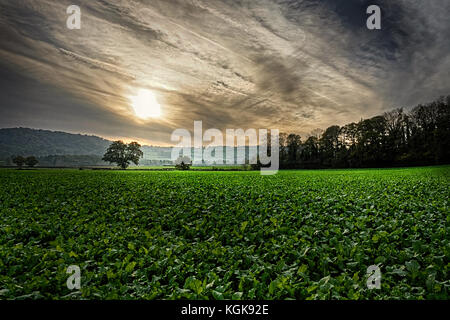 Brobury Narbe ist in der Nähe von monnington und moccas Gerichte in herefrodshire, UK, wo der Fluss durch roten Sandstein geschnitten hat. Stockfoto