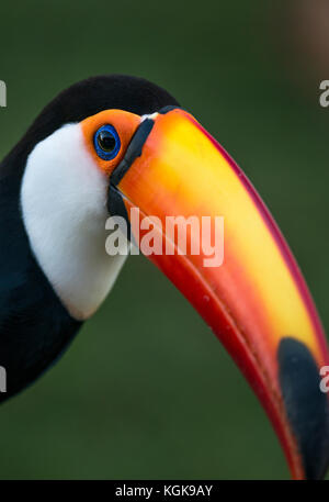 Riesentukan (Ramphastos toco) Nahaufnahme Stockfoto