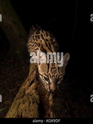 Ocelot aus dem Pantanal, Brasilien Stockfoto