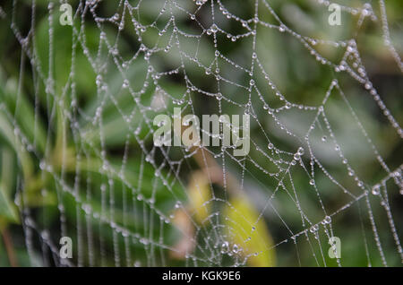 Anzeigen von Wassertropfen auf einem Spinnennetz Stockfoto