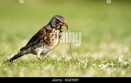 Early Bird Wacholderdrossel, Turdus pilaris, auf dem Rasen im Park Fang ein Wurm. Stockfoto