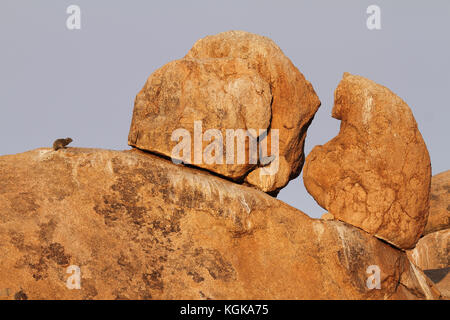 Klippschliefer (provacia capensis) um schöne Steine in der spitzkoppe, Namibia, Afrika. Stockfoto