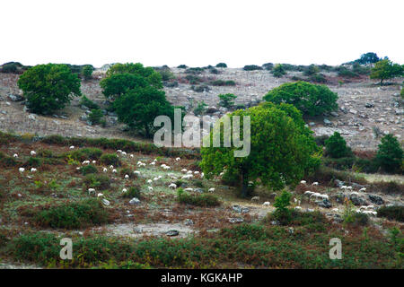 Schafe am Fuße eines Hügels in bortigali, Sardinien, Italien Stockfoto