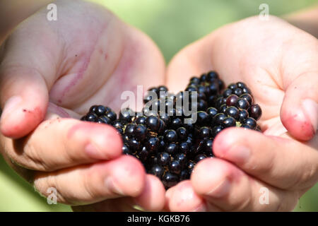 Nahaufnahme der Hand eines Kindes halten frisch gepflückte Blaubeeren Stockfoto