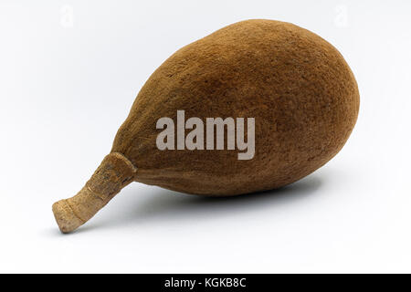 Baobab Obst (Adansonia digitata) auf weißem Hintergrund, superfood Stockfoto