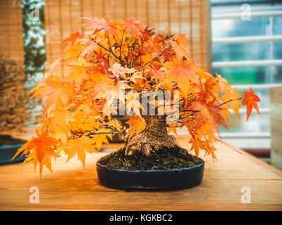 Red scarlet bonsai Ahorn Acer palmatum Bonsai Baum von Trident Ahorn im Herbst Stockfoto