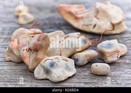 Baobab Obst (Adansonia digitata) auf weißem Hintergrund, Zellstoff und Pulver, superfood Stockfoto