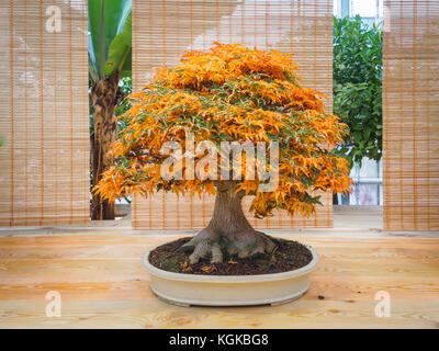 Red scarlet bonsai Ahorn Acer palmatum Bonsai Baum von Trident Ahorn im Herbst shishigashira mapple Bonsai. Stockfoto