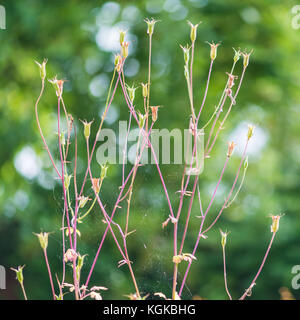 Ein Schuß der Samenkapseln eines verbrachte Akelei Pflanze. Stockfoto