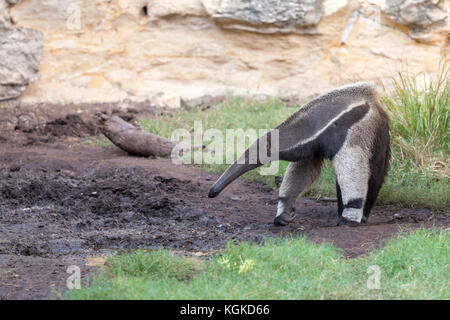 Ameisenbär nach Essen suchen Stockfoto