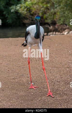 Black-necked Stork Fuß in Richtung der Kamera Stockfoto