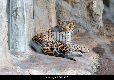 Leopard sitzt im Käfig und Kamera Stockfoto