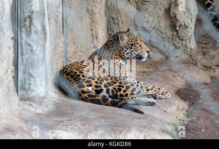 Leopard sitzend auf Cage und Rechten Stockfoto