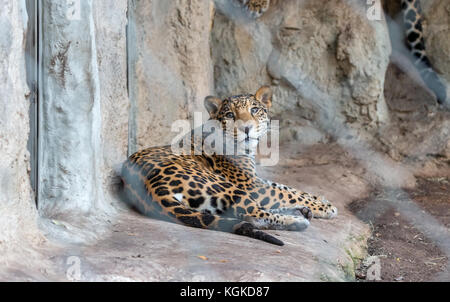 Leopard sitzend auf Zoo Käfig Stockfoto