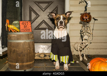 Einen niedlichen Hund Süßes oder Saures an einem Haus, das sich außerhalb der Süßigkeit. Stockfoto