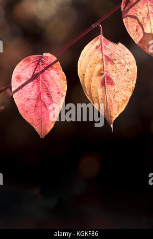 Red korbweiden Hartriegel, cornus sericea, in Oregon wallowa Tal. Stockfoto