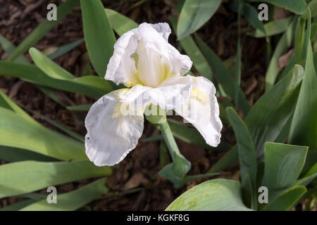 Eine einzige bärtige weiße Iris mit einem gelben Bart wächst im Garten, vielleicht ein frequent flyer Iris Stockfoto