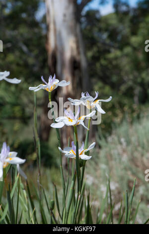 Dietes iridioides Blumen in einer australischen Garden Bed and gum Baum im Hintergrund. native nach Südafrika, Kenia. Auch als afrikanische Iris bekannt, Sechskantschrauben Stockfoto