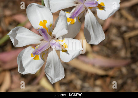 Dietes iridioides Blumen, heimisch in Südafrika nach Kenia. Auch als afrikanische Iris, Kap Iris, zwei Wochen Lily, morea Iris und Wild Iris bekannt. Stockfoto