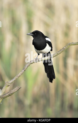 Eine eurasische Magpie oder gemeinsamen Magpie (Pica Pica) über eine Zweigniederlassung, die in einem Reed Bett in Warwickshire in Großbritannien thront Stockfoto