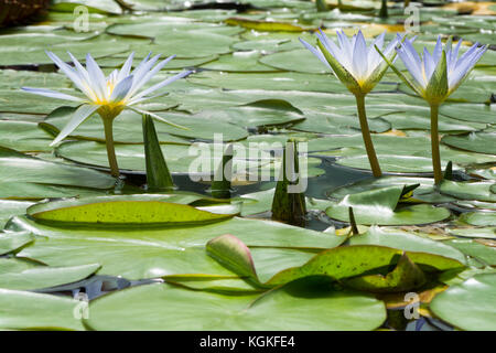 Drei kleine Nymphaea caerulea Seerosen. Wie der Blaue Lotus bekannt, blau ägyptischer Lotus, blue water lily, blau ägyptische Seerose, heilige blaue Lilie, Stockfoto