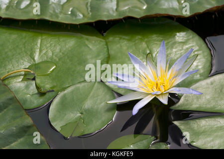 Eine kleine und neu gegründete Nymphaea caerulea Seerosen. Wie der Blaue Lotus bekannt, blau ägyptischer Lotus, blue water lily, blau ägyptische Seerose, sac Stockfoto