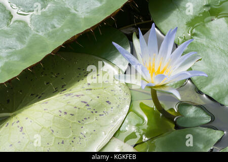 Eine kleine und neu gegründete Nymphaea caerulea Seerosen. Wie der Blaue Lotus bekannt, blau ägyptischer Lotus, blue water lily, blau ägyptische Seerose, sac Stockfoto