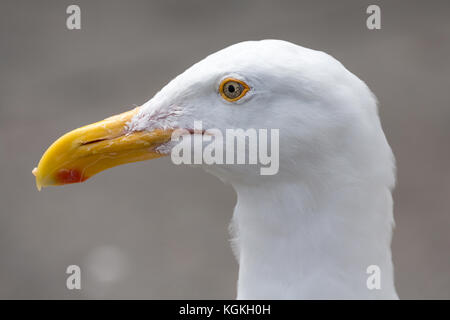 Western Möwe (Larus occidentalis), Porträt, Kalifornien, USA Stockfoto