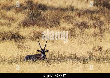 Oryx (Oryx gazella), männlich, ruhen im Schatten eines Baumes, der Kalahari Wüste, Kgalagadi Transfrontier Park, Südafrika Stockfoto