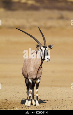 Oryx (Oryx gazella), männlich, Kalahari Wüste, Kgalagadi Transfrontier Park, Südafrika Stockfoto