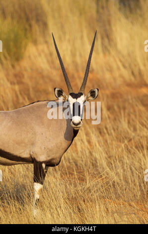 Oryx (Oryx gazella), männlich. Kalahari Wüste, Kgalagadi Transfrontier Park, Südafrika Stockfoto