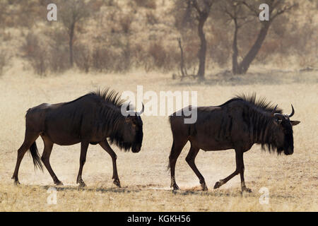 Streifengnu (connochaetes Taurinus), Roaming im trockenen Flussbett des Auob River, Kalahari Wüste, Kgalagadi Transfrontier Park, Südafrika Stockfoto