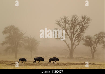 Streifengnu (connochaetes Taurinus), Roaming in einem Sandsturm in der trockenen Nossob Riverbed mit camelthorn Bäume (Acacia Erioloba), Kalahari Wüste, K Stockfoto