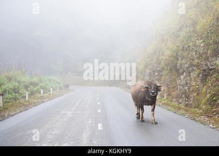 Ein Büffel ist zu Fuß auf einer Straße in Vietnam während einer nebligen Tag Stockfoto