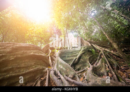 Ein erstaunlich großer Baum mit Wurzeln in einem Dschungel im Norden von Vietnam. Stockfoto