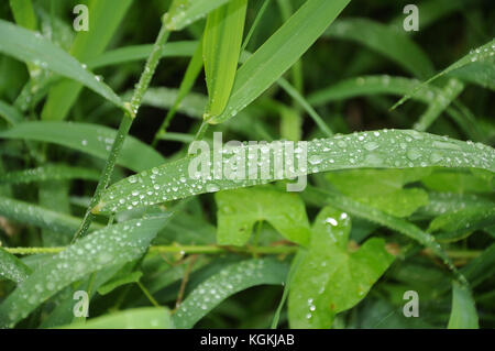 Regentropfen auf Gras Stockfoto