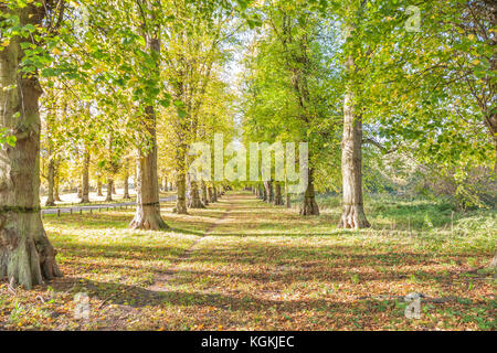 Von Bäumen gesäumten lime Avenue, lautumn Clumber Park, Worksop, Nottinghamshire, England, Großbritannien Stockfoto