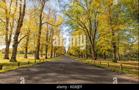 Von Bäumen gesäumten lime Avenue, lautumn Clumber Park, Worksop, Nottinghamshire, England, Großbritannien Stockfoto