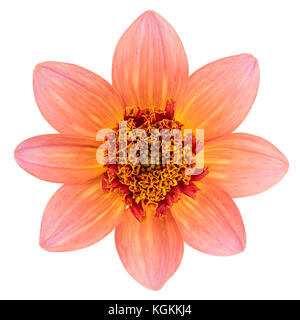 Anemone Einzelblume Dahlia var. Totally Tangerine wurde 2008 in die Gartenwelt eingeführt und von Swan River Dahlias hybridisiert. Stockfoto