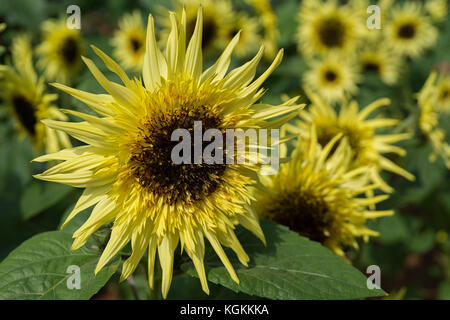 Sonnenblume Var. Starburst Zitrone Éclair wächst im Sommer Garten Stockfoto