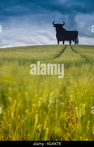 Osborne-Bulle auf einem Weizenfeld, Langzeitaufnahme, Castilleja del Campo, Sevilla, Spanien. Der Osborne-Bulle ist eine 14 Meter (46 ft) hohe schwarze Silhouette Stockfoto