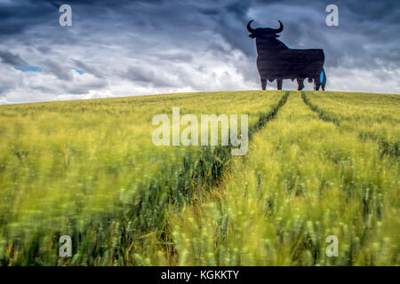 Osborne-Bulle auf einem Weizenfeld, Langzeitaufnahme, Castilleja del Campo, Sevilla, Spanien. Der Osborne-Bulle ist eine 14 Meter (46 ft) hohe schwarze Silhouette Stockfoto