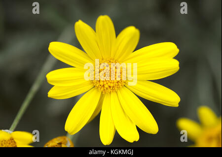 Closeup gelbe Daisy als Mais Ringelblume (Glebionis segetum) gegen einen dunklen Hintergrund bekannt. Herbst Jahreszeit in der französischen Riviera. Stockfoto